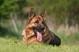 BERGER ALLEMAND 1376